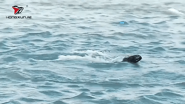 Barco hj808 accion 4
