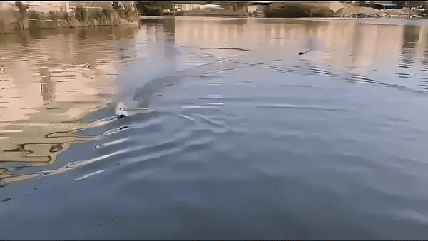 Barco hy sport accion 1