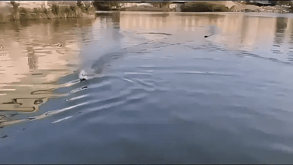 Barco hy sport accion 1
